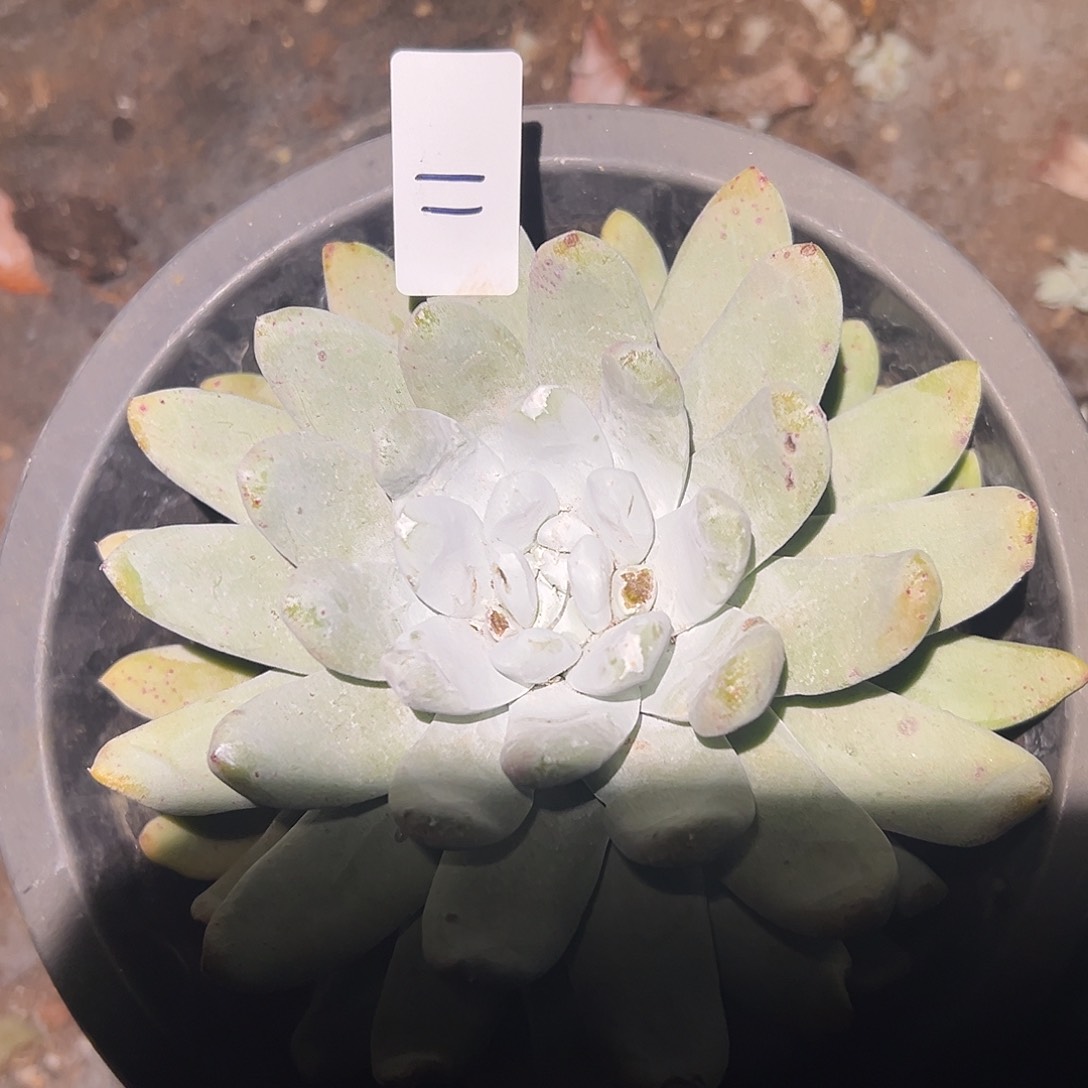 圆叶拇指帕奇飞徒仙女杯多肉