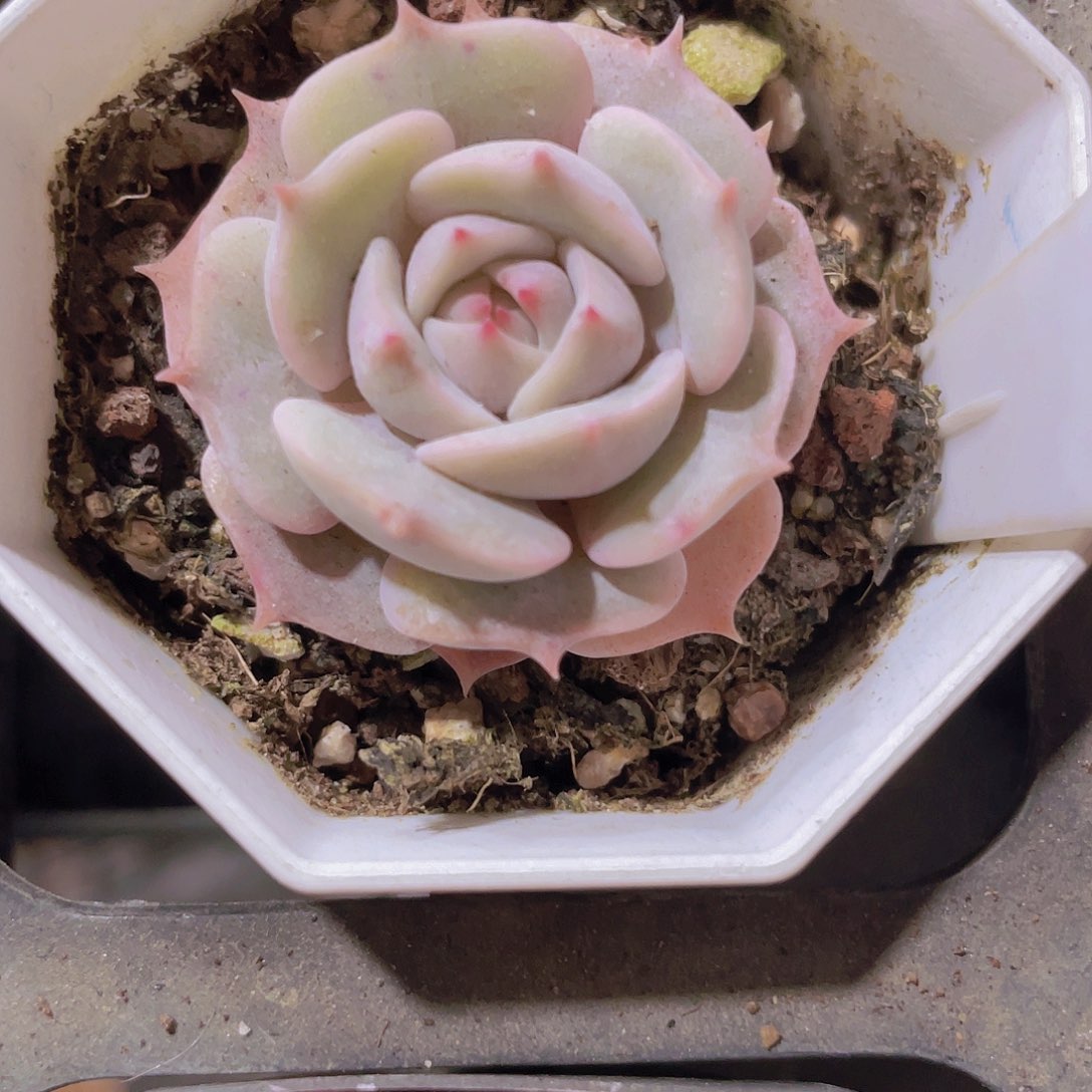 露娜莲e012一物一拍