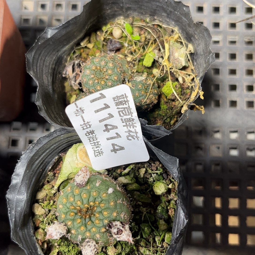 111414一物一拍单头发仙人球