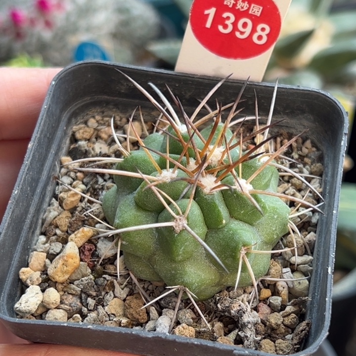 实生狂刺龙爪球4.2cm