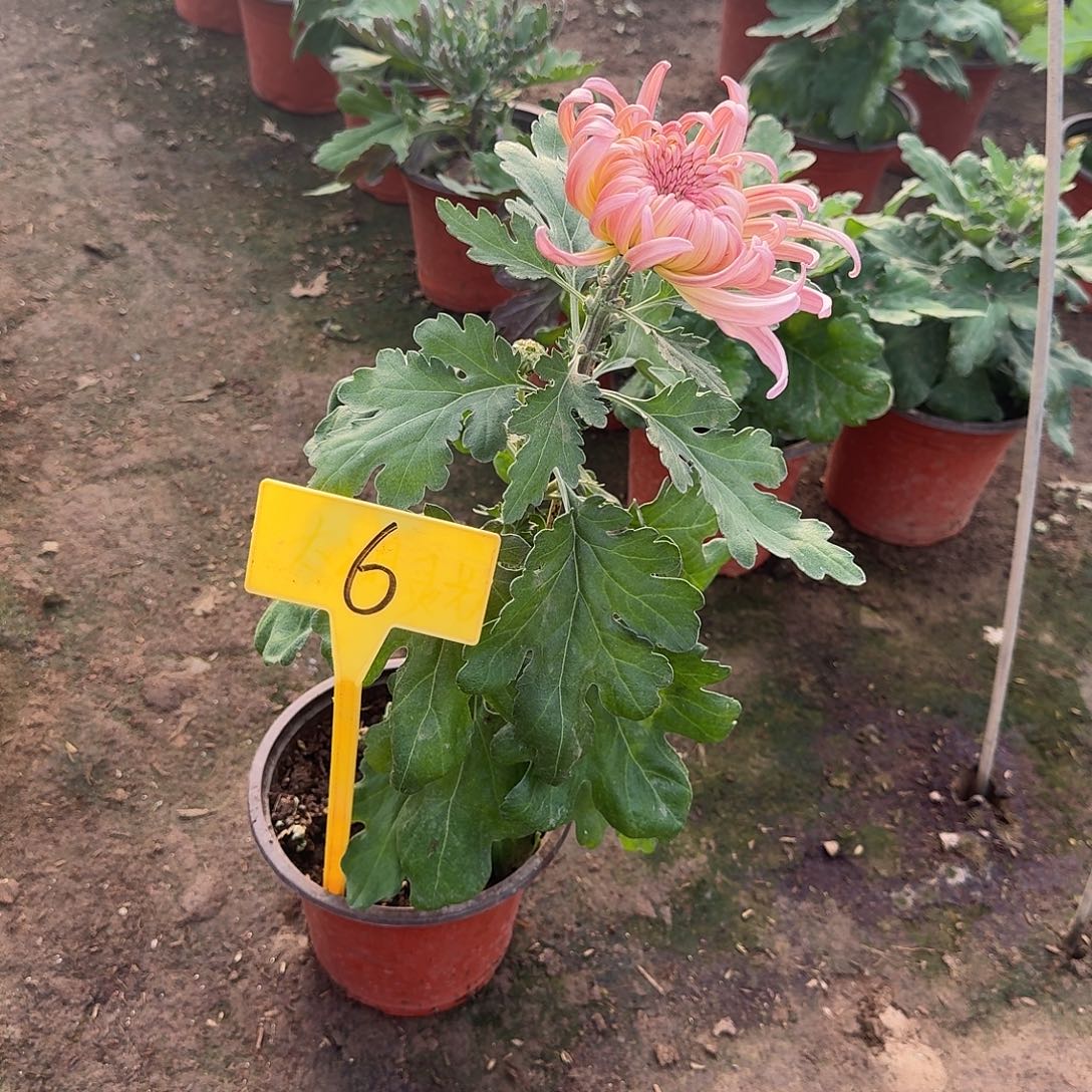 反****大部分花苞少量开放6泰然