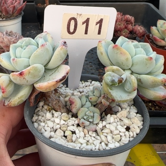 11冷香一物一拍多肉