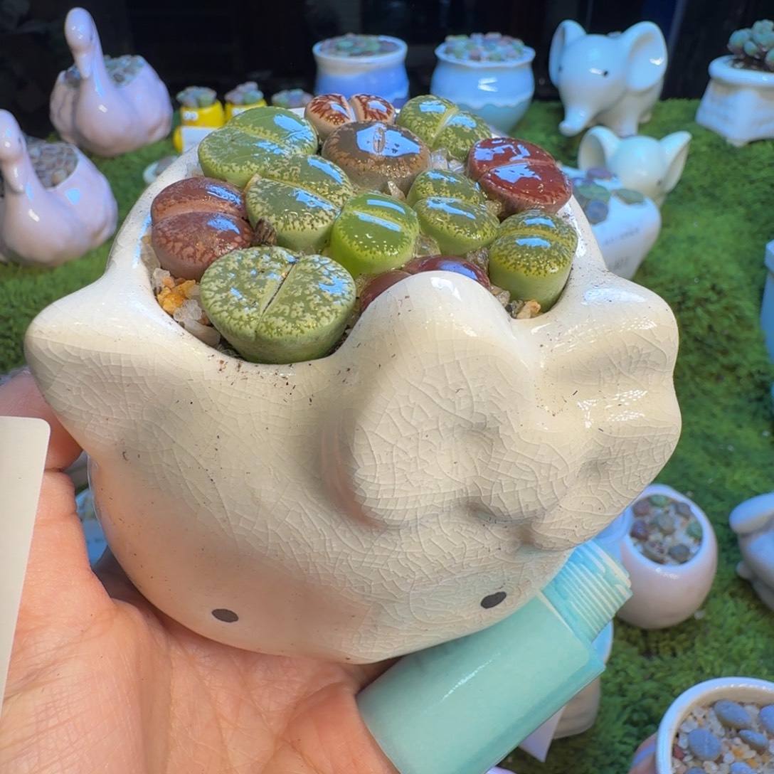 多肉植物福利冲1453