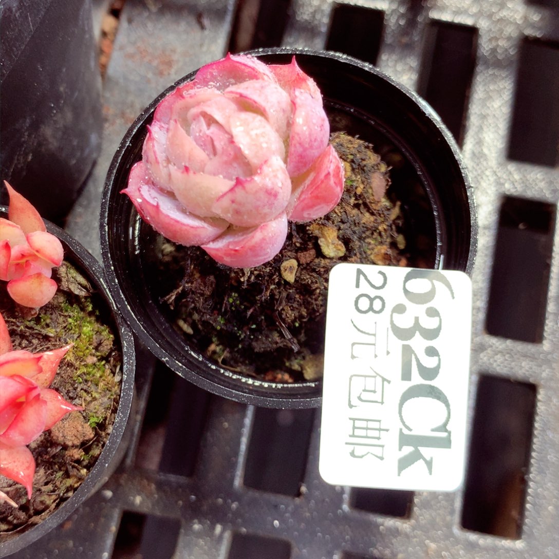 5厘米盆精控多肉632