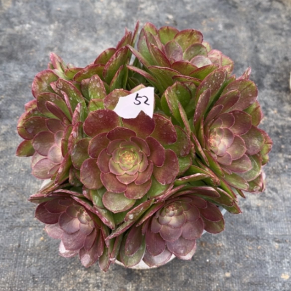 【闪购商品】52莎啦碗多肉法师