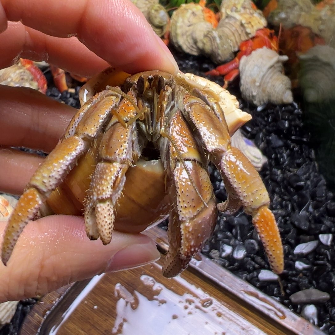 陆生寄居蟹69号拍品