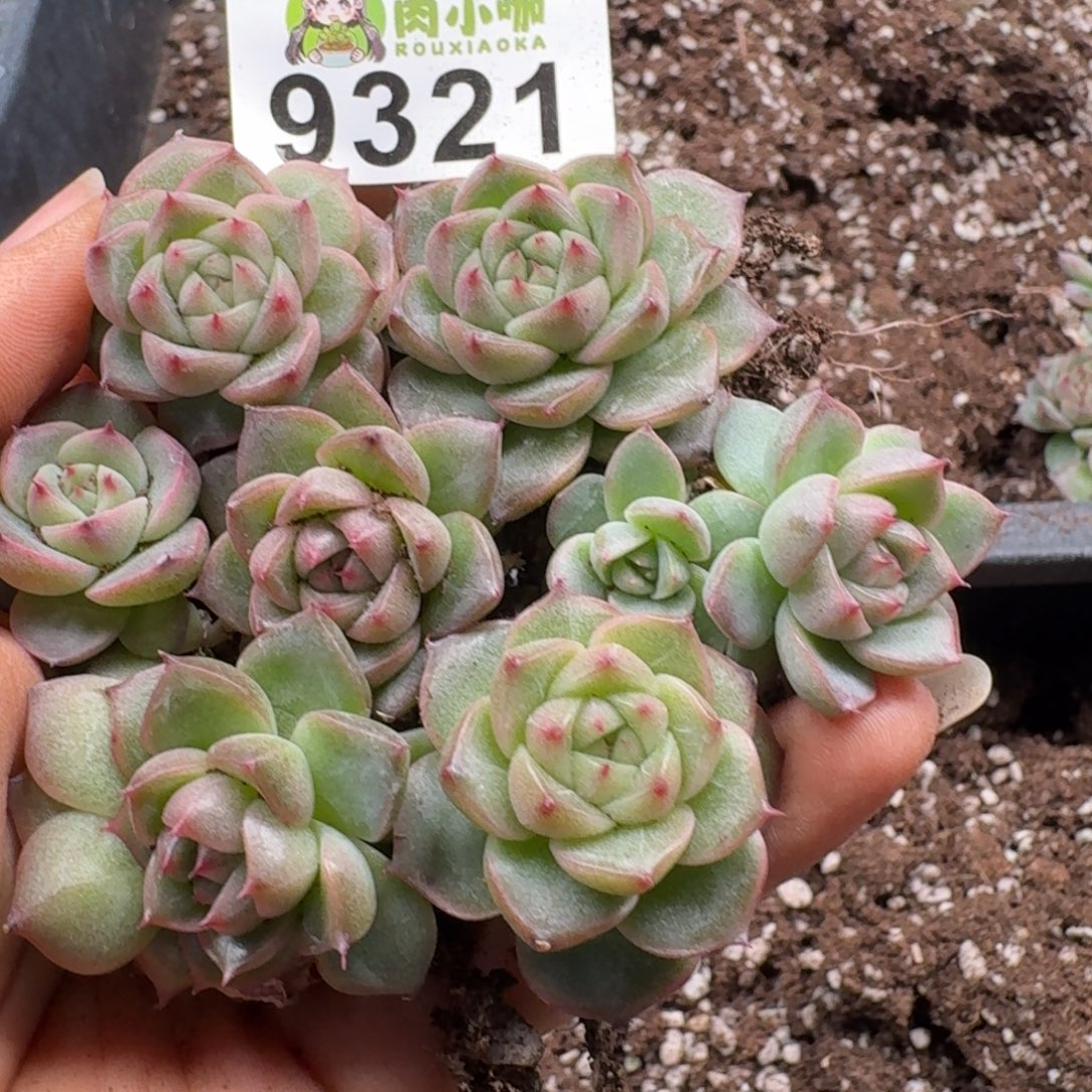 多肉植物多肉植物