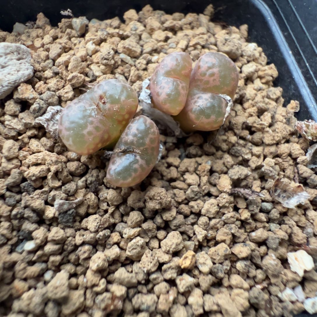 3-36肉锥多肉植物，