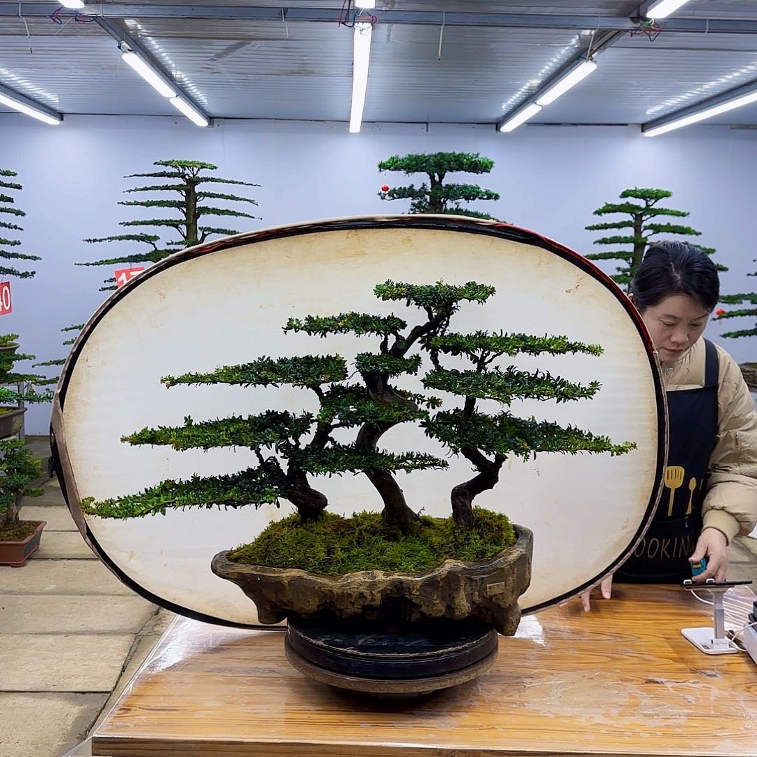 用***业无花朵盆景直播间一物一拍