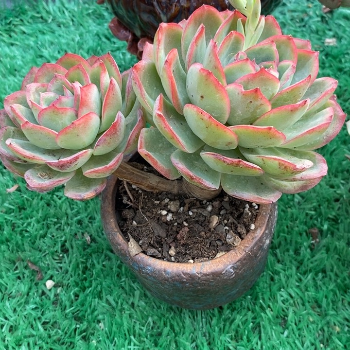 晨露老桩无砍多肉