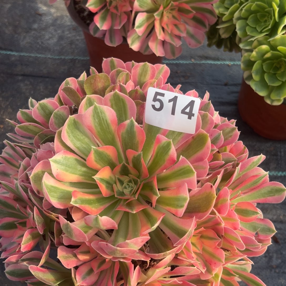 我是真的很喜欢这个