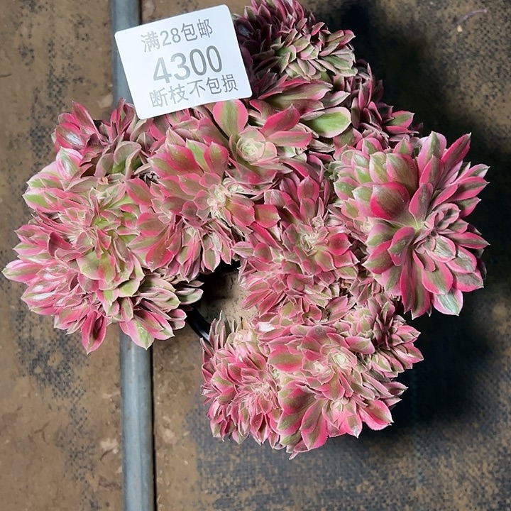 4300粉女巫缀多肉植物