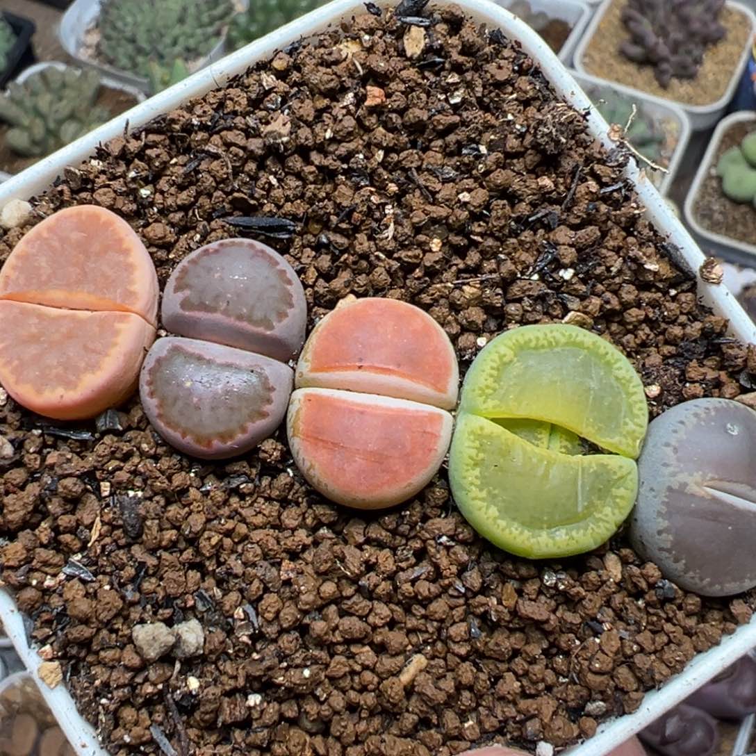 彩虹净窗组合多肉植物