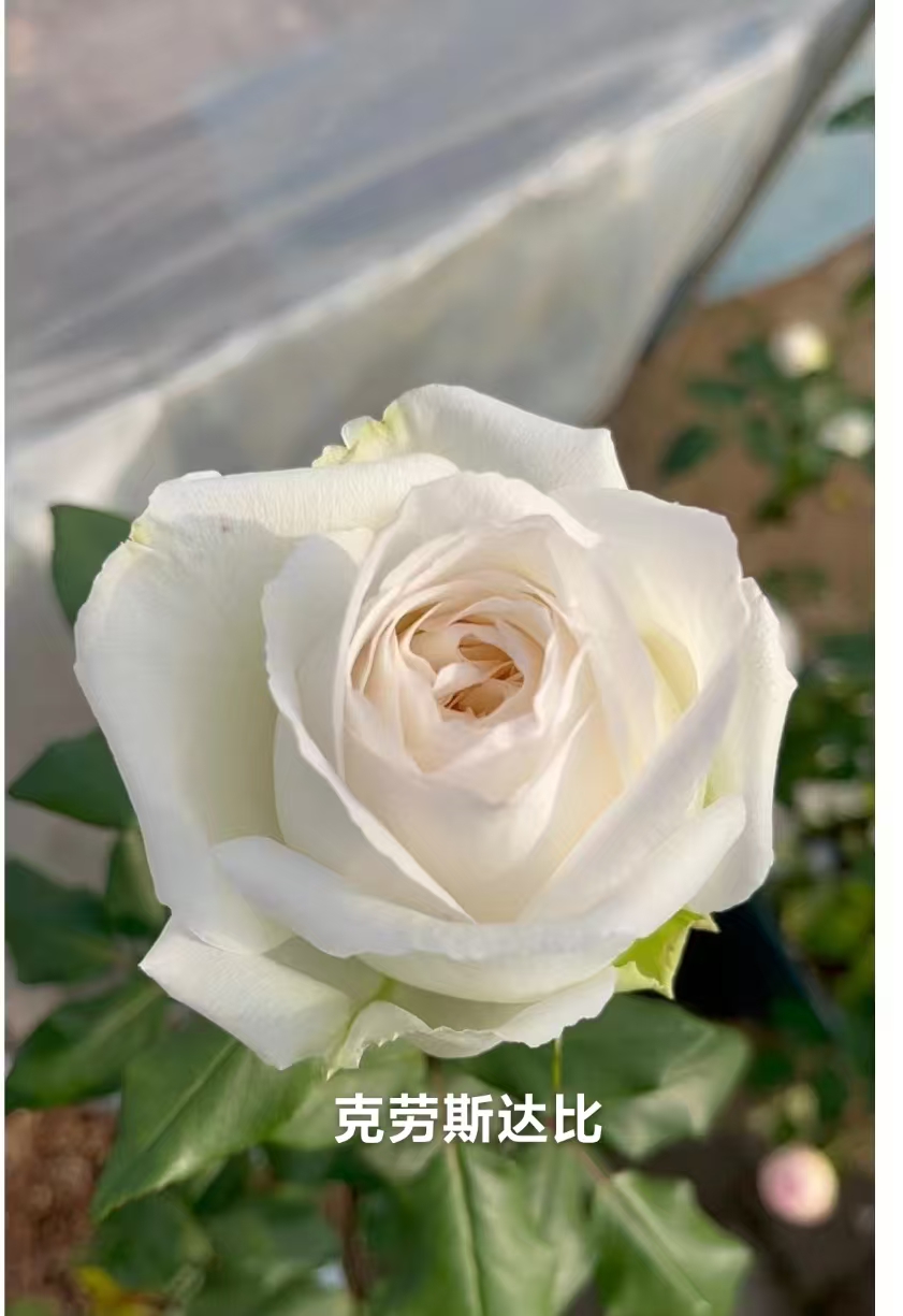 克劳斯达比大苗浓香