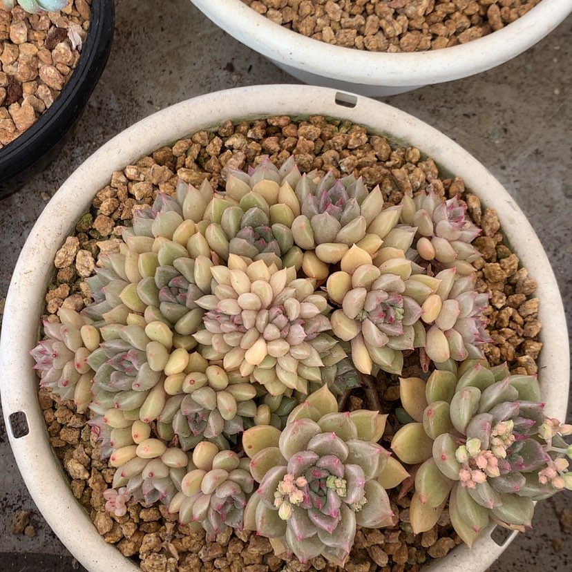 【闪购商品】璀璨一物一拍，，