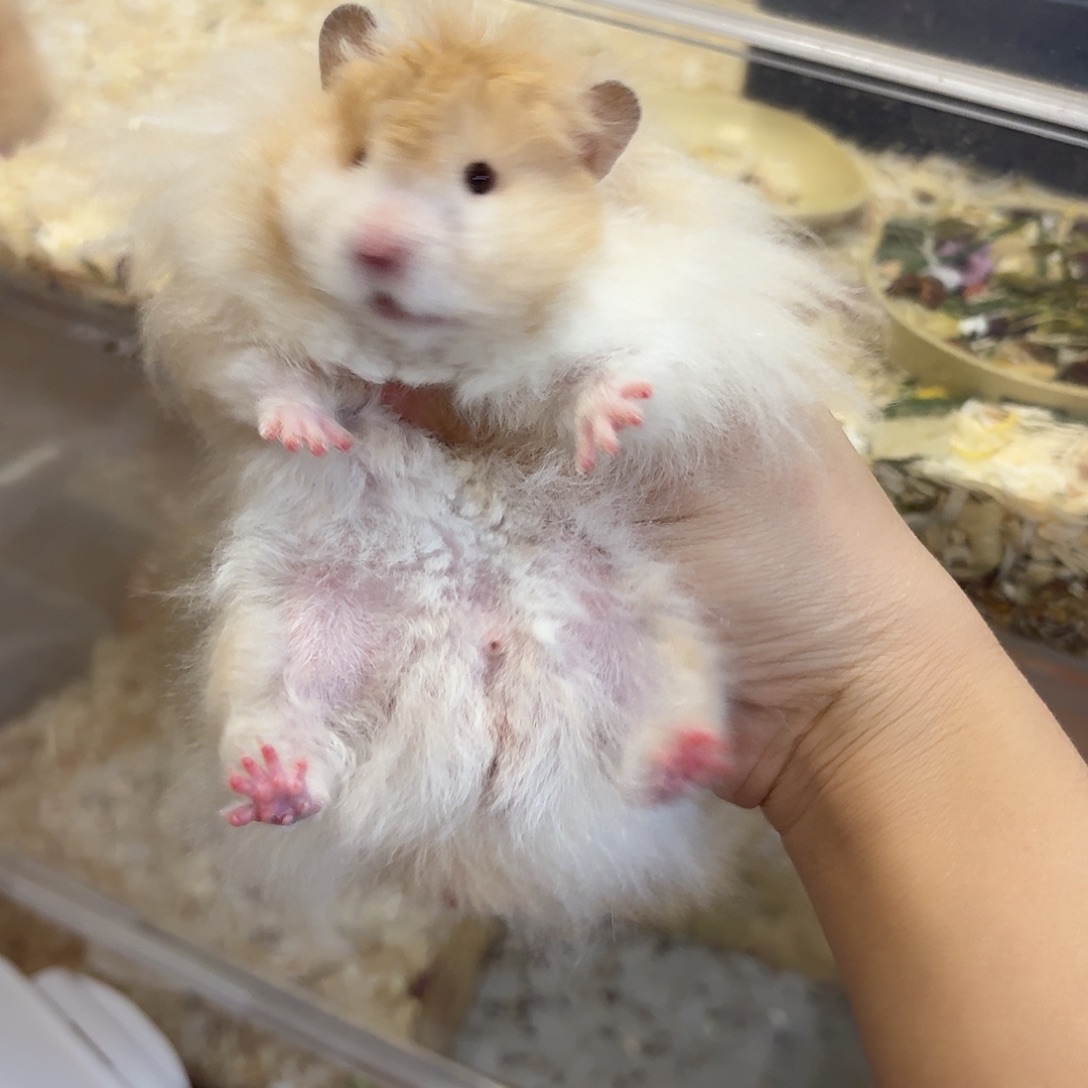 贾***含肉桂波利卷毛弟弟176克