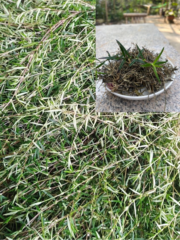 【聚菜】晒干乌骨蛇舌草（代用茶）咸山蛇舌茶 清香可口 拍一发二