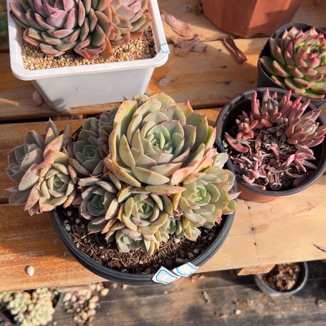 多肉蓝色苍鹭2 【非偏远满18包邮】