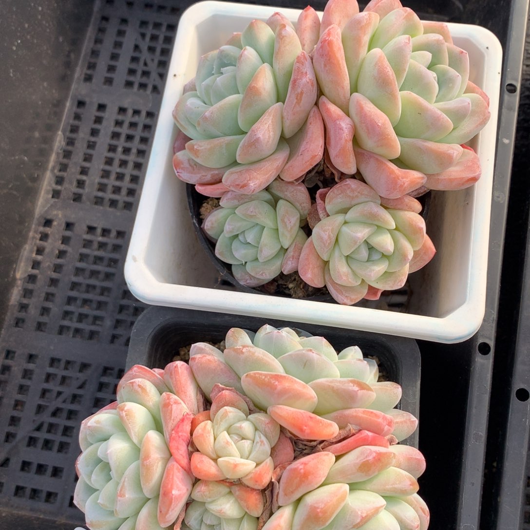 1208-18 老桩冰玉