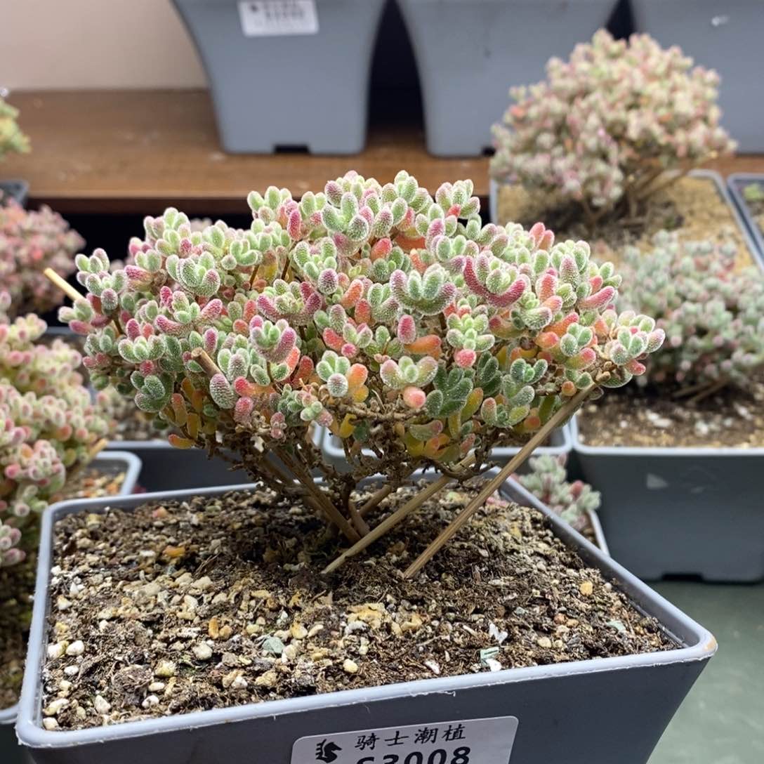 3008优选冰晶枝干番杏