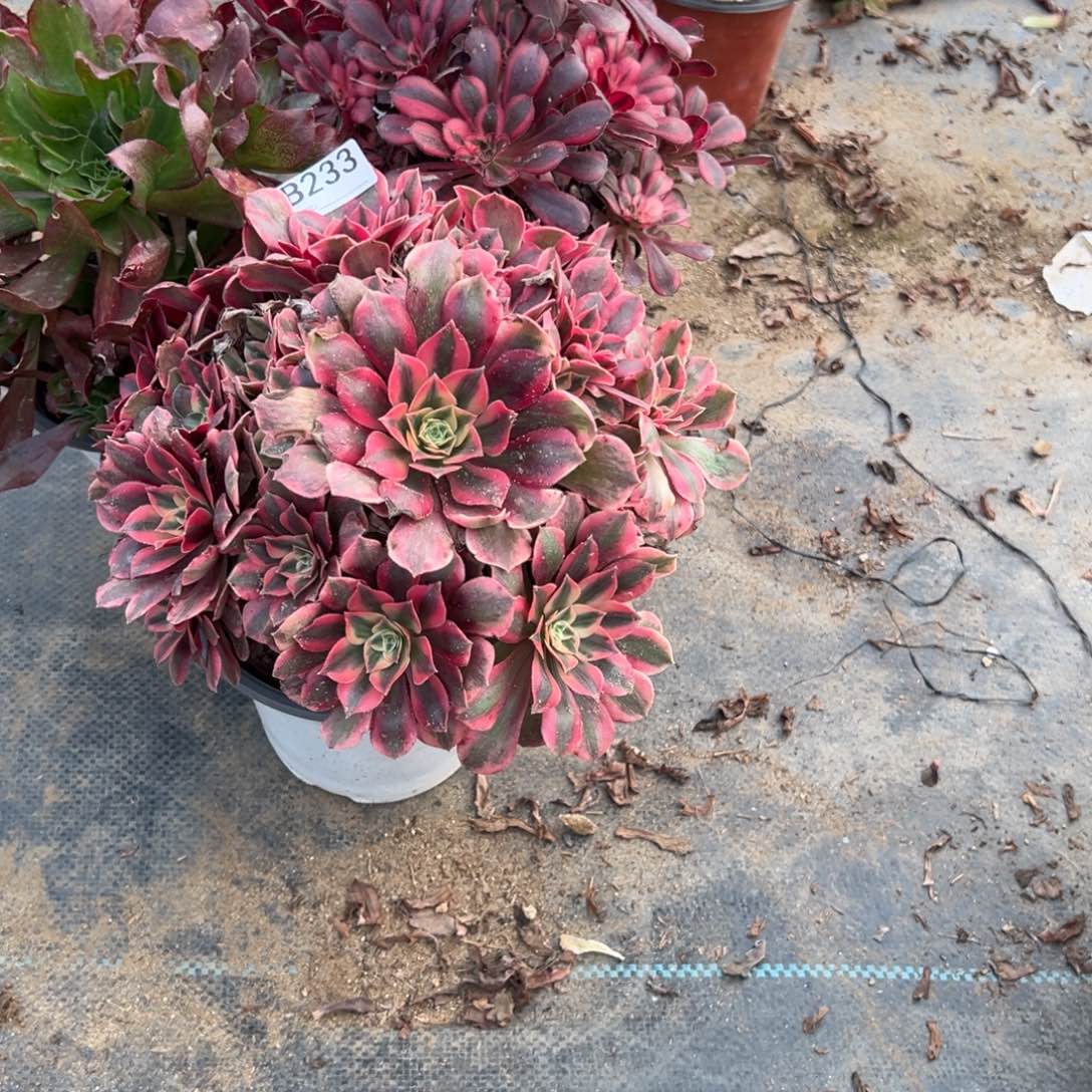 马***笑233三颗组合多肉植物法师