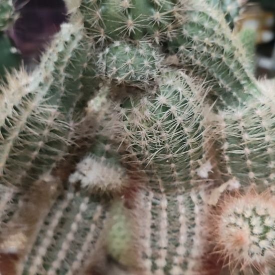 幸***5仙人球紫金虾群4头