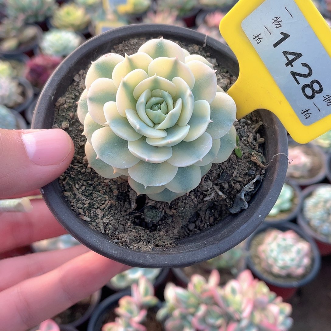 雪域白锦1428号多肉