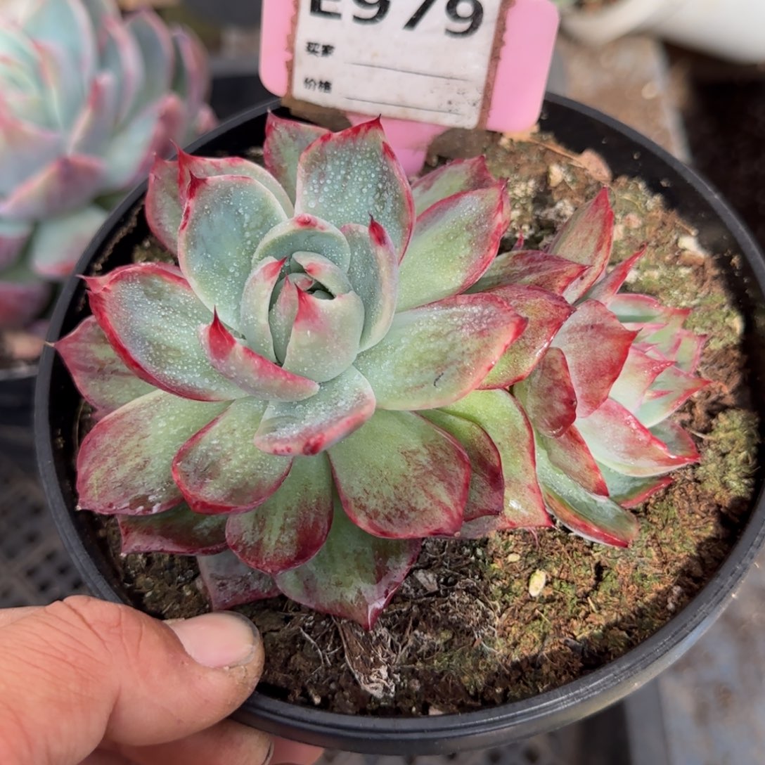 惊鸿一物一拍包装收缩花旱979