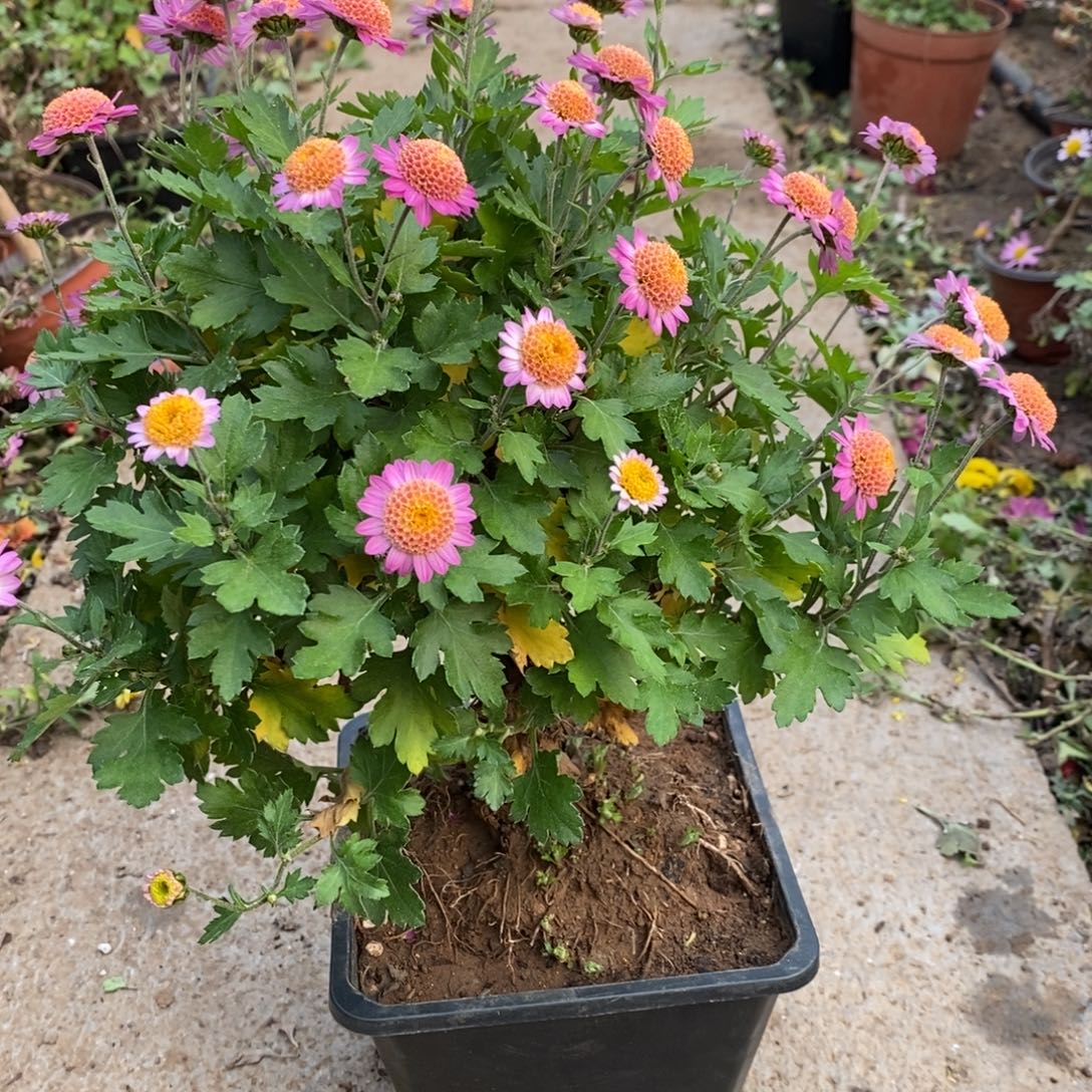 喧***咛无花朵盆景盆景50