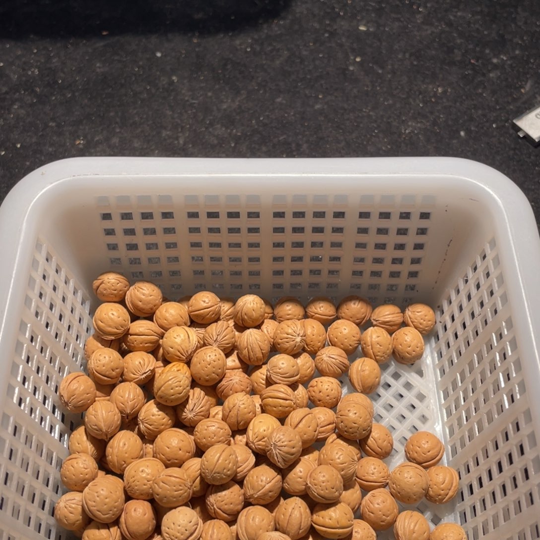 【闪购商品】生*散子批发188米