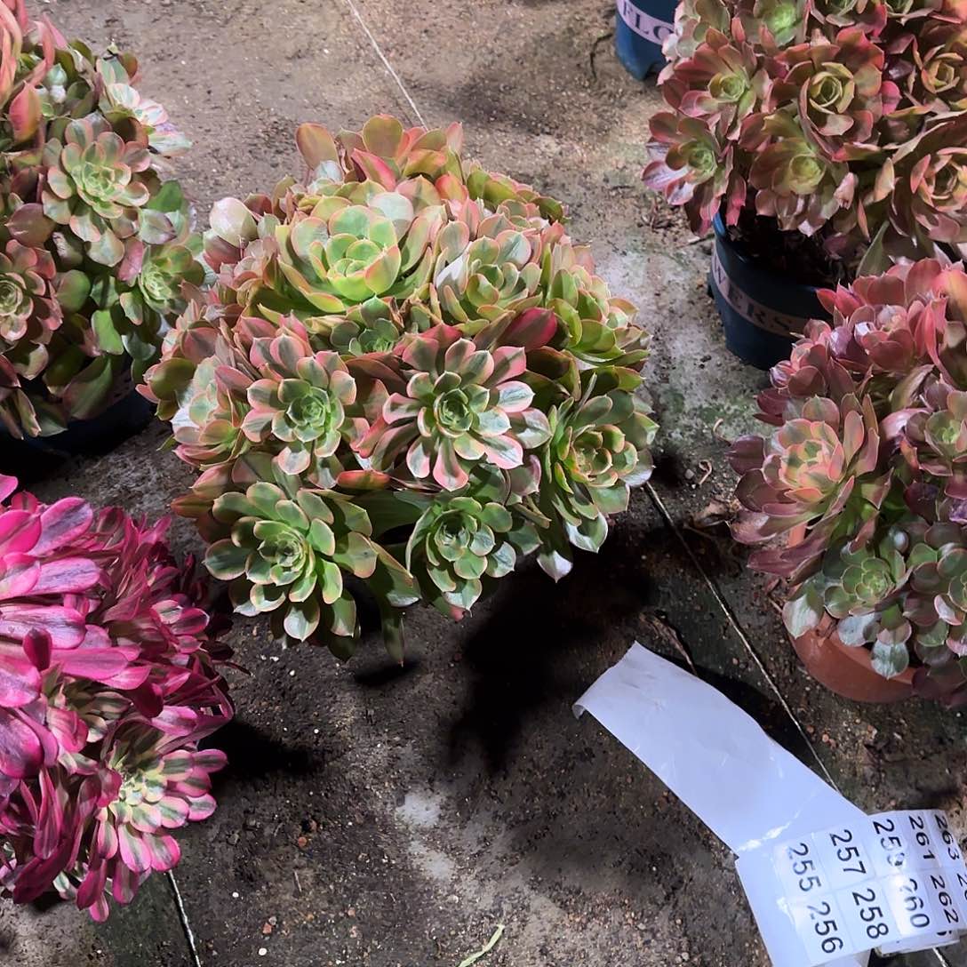 多肉植物波斯1368