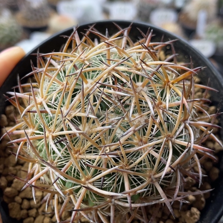 琥爪玉        实生根