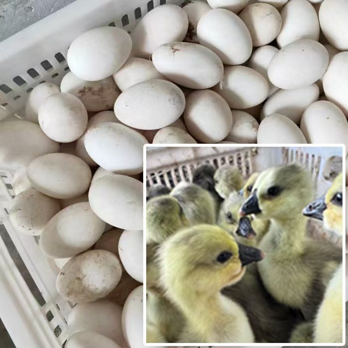 狮头鹅蛋脱温 公母可选 一斤左右