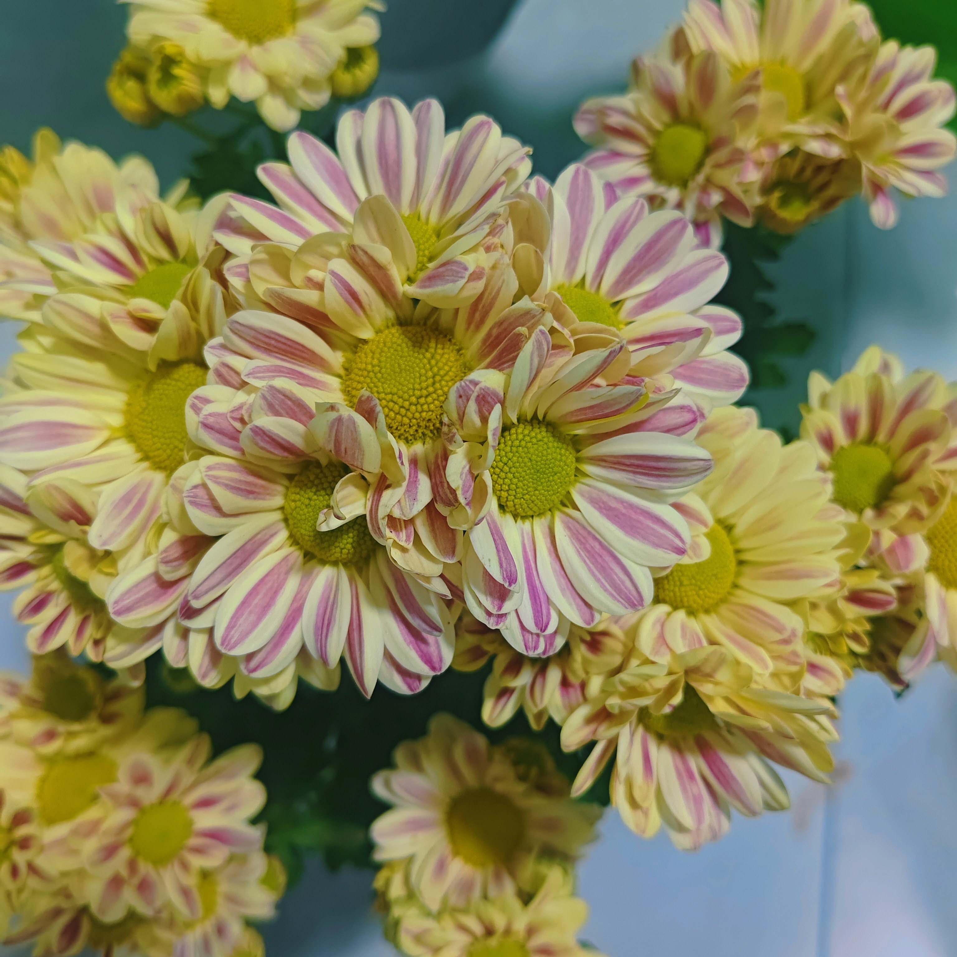 油画豹纹玲珑小雏菊阳台庭院耐高温小菊花