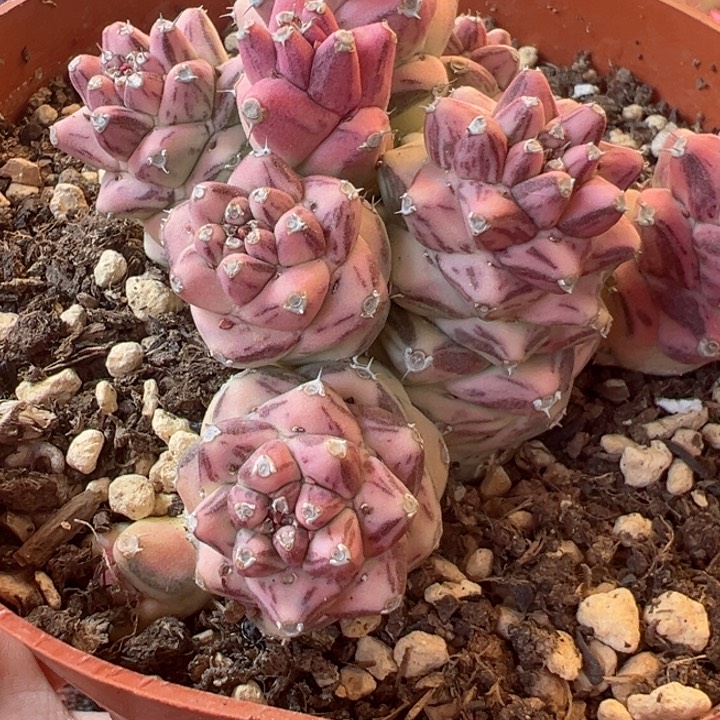 珠*我也是一天也没有