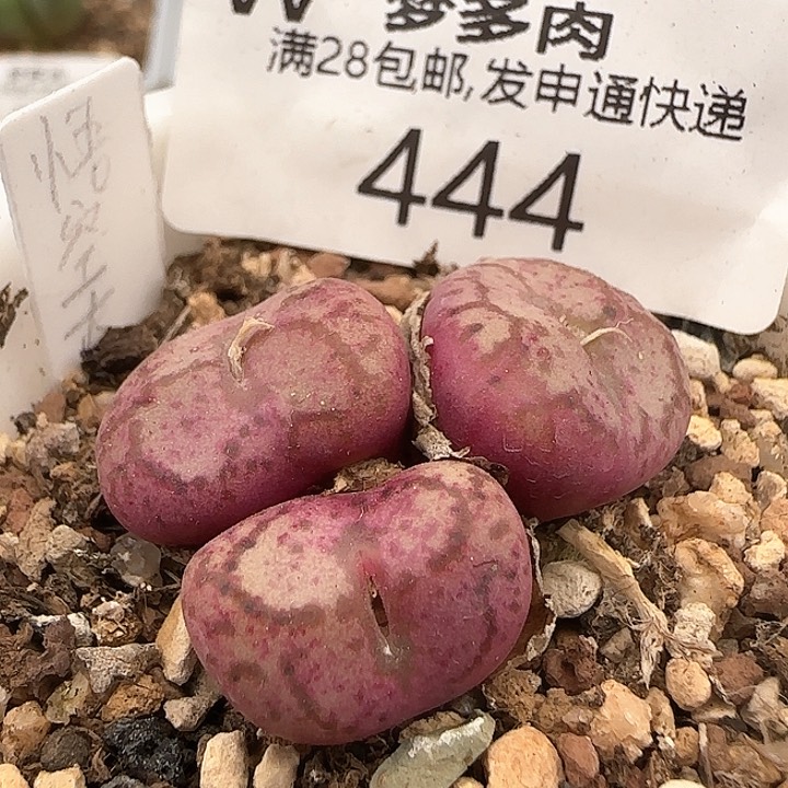 w444。   悟空大紫猴。    