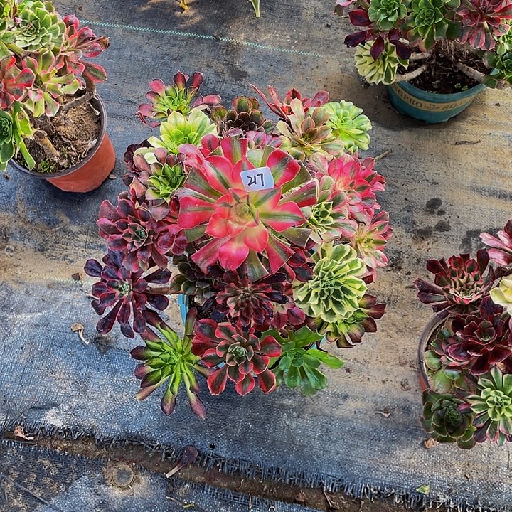 爱***人架接000000000000217号