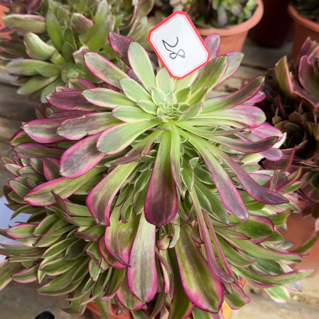 花好月又圆0305～28