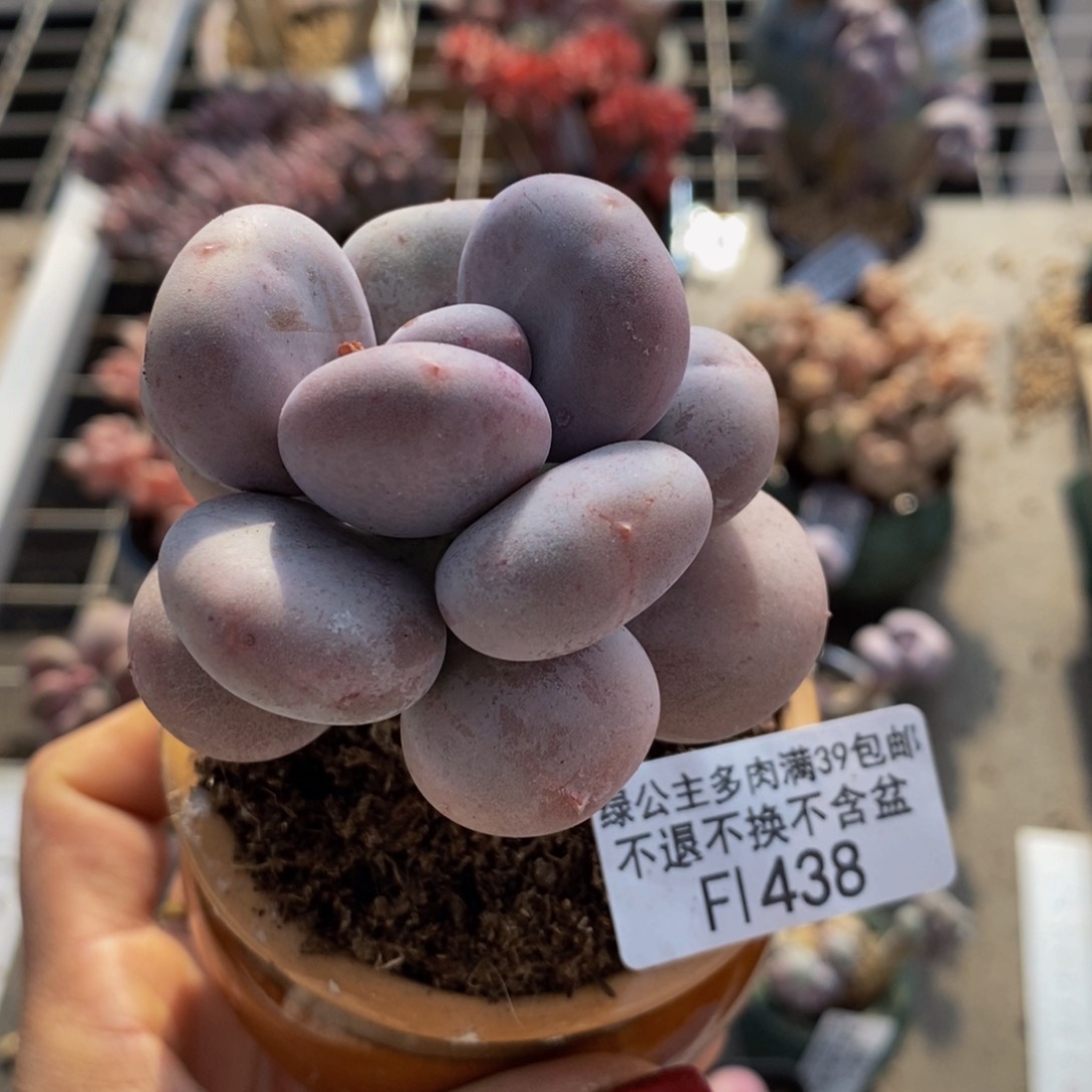 大叶奶酪438/6c m