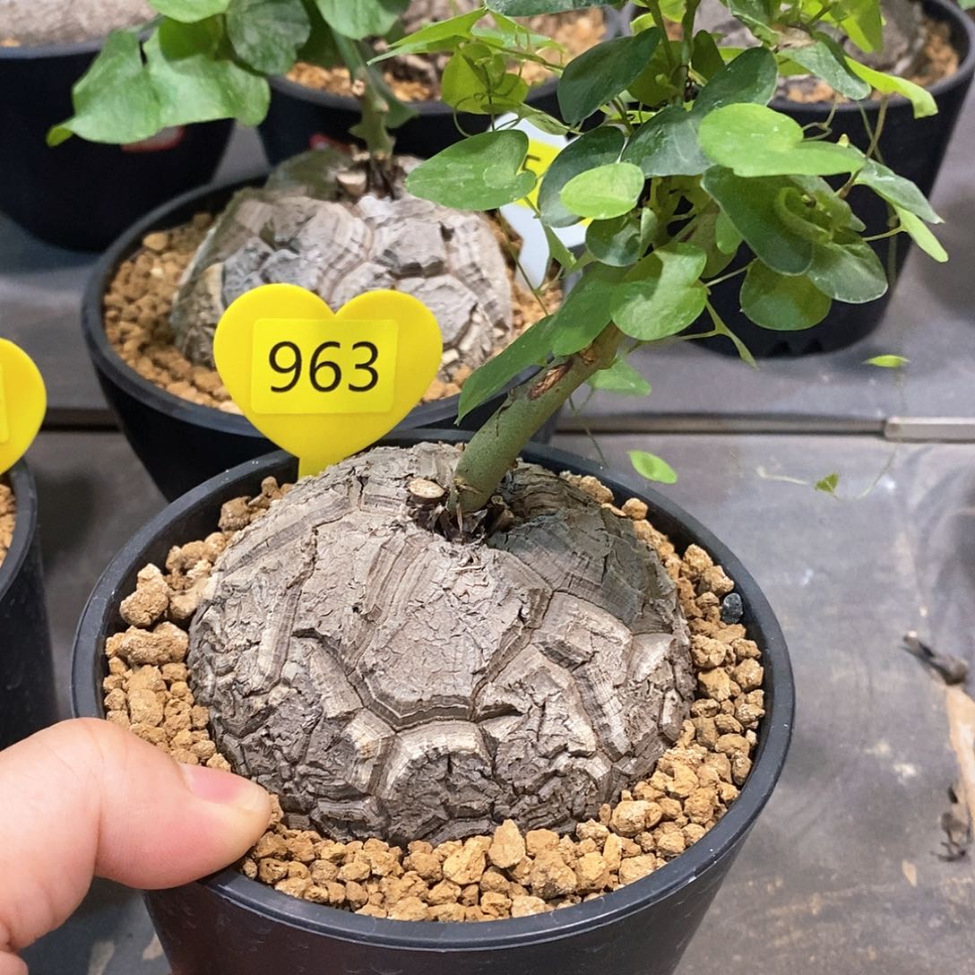 南非龟甲龙龟甲龙