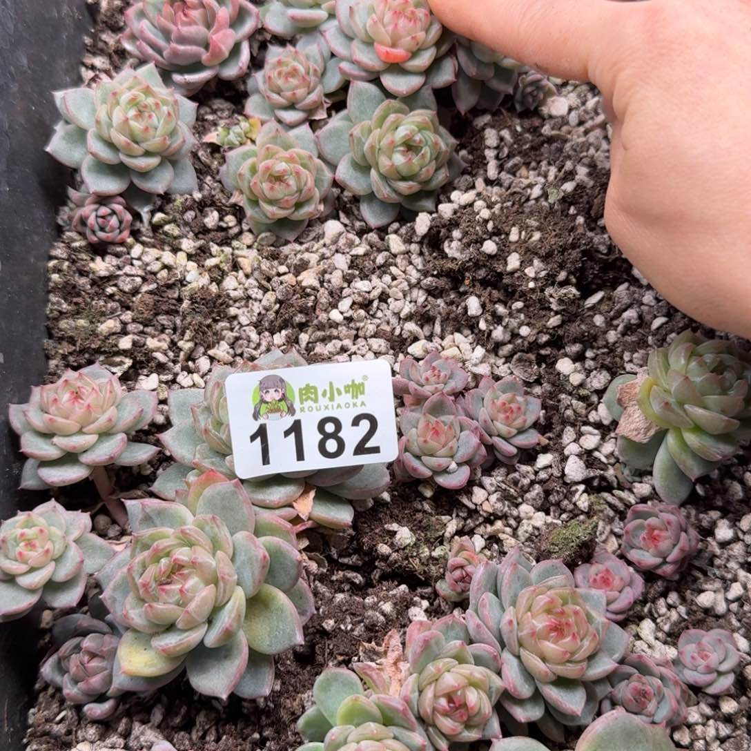 皮***侠多肉植物多肉植物