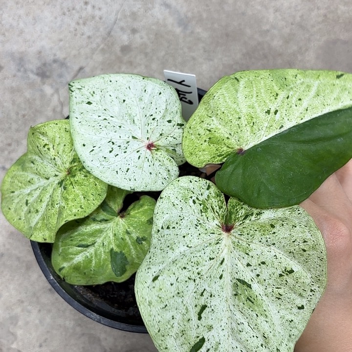 48-0217薄荷糖彩叶芋广东现货