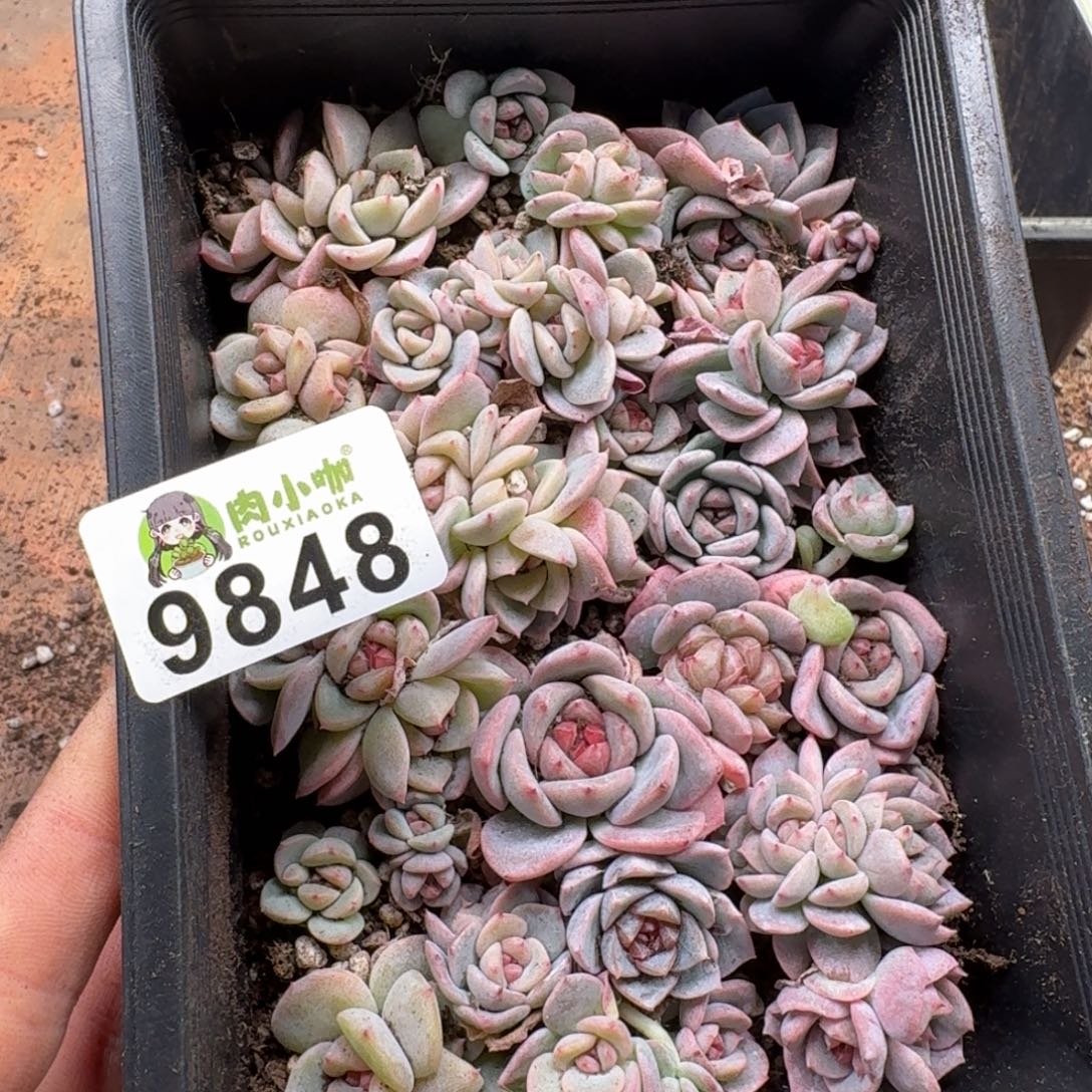 浅***浅多肉植物多肉植物