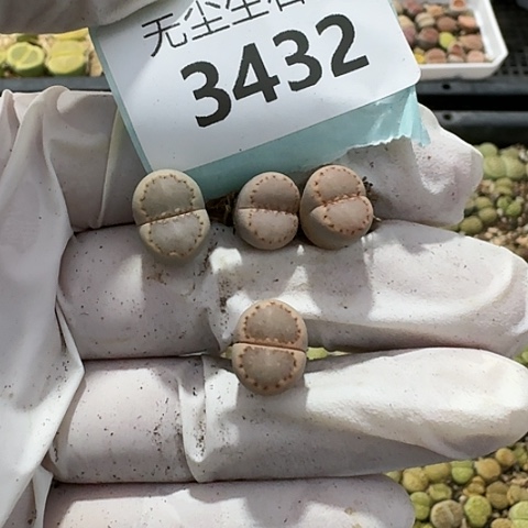 花*?3432，K饼干净窗脱土发货