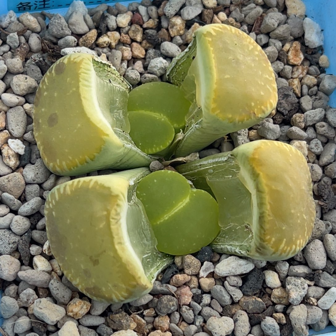 6714双头净窗绿光阳一颗