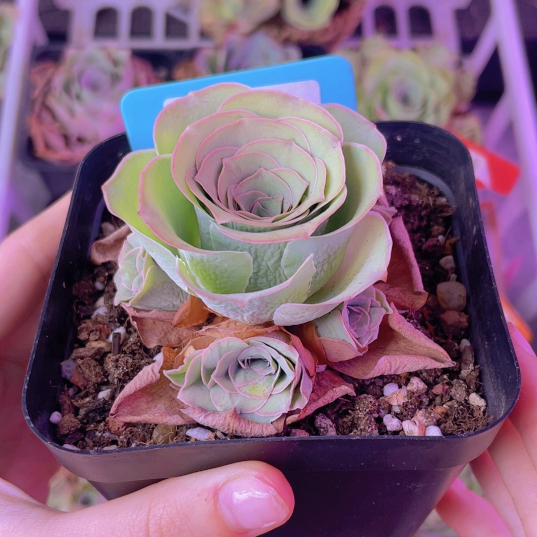 单品一物一拍637号山地玫瑰