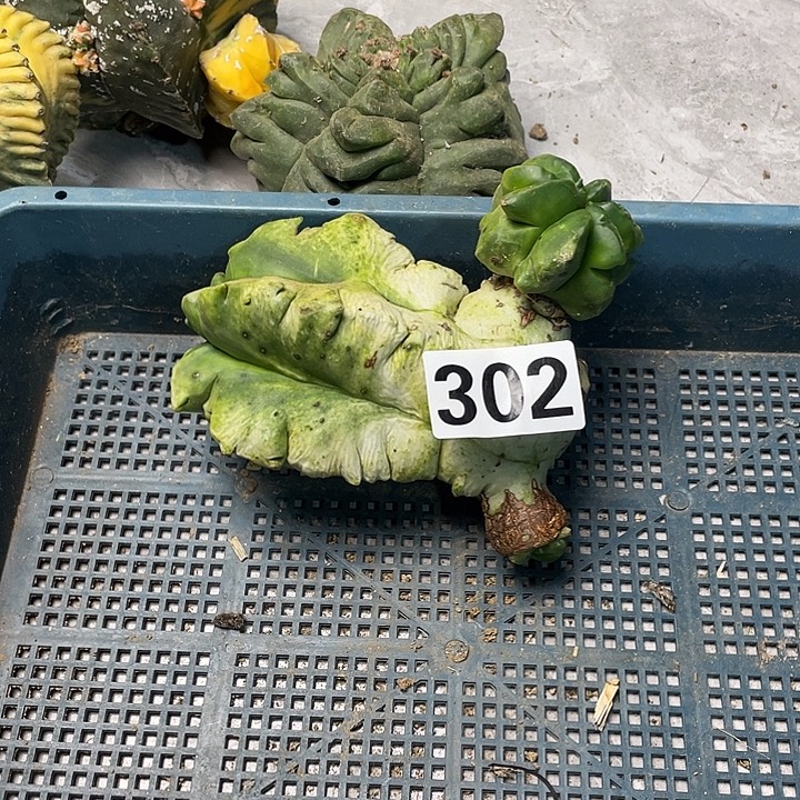 完全开放302栾锦一个仙人球
