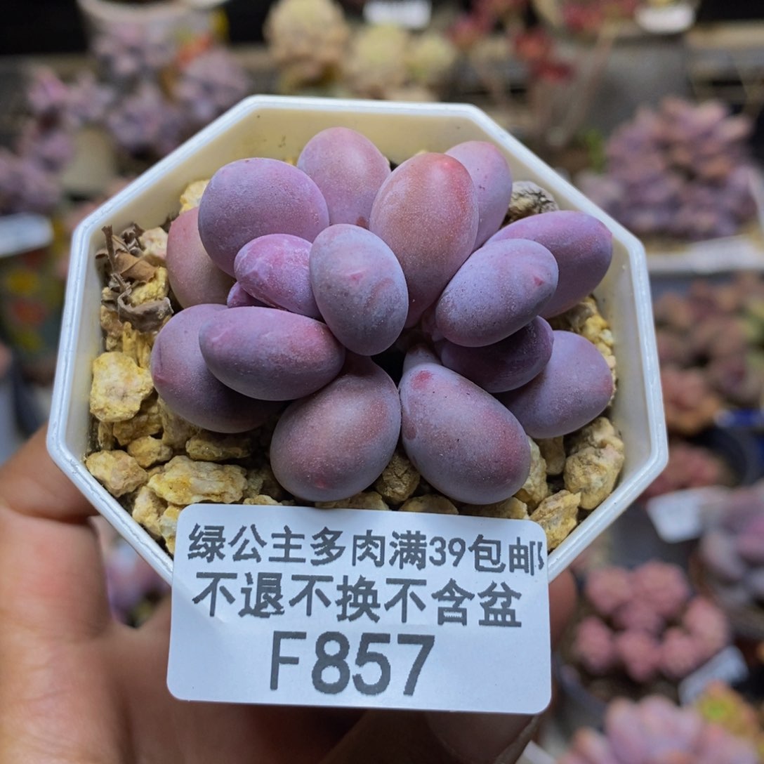 857糖豆奶多肉5c m