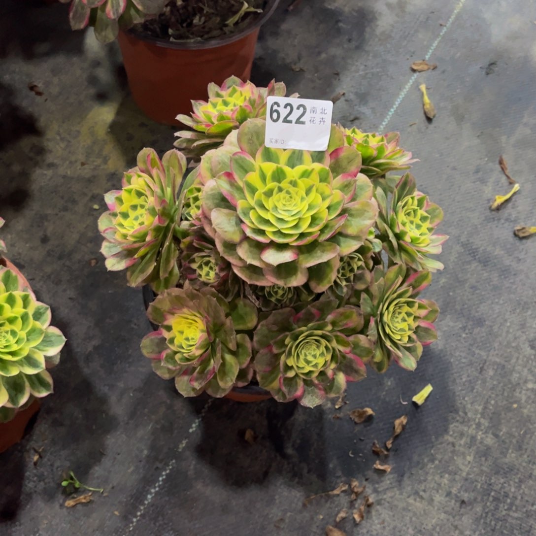 多肉玉滋000000623