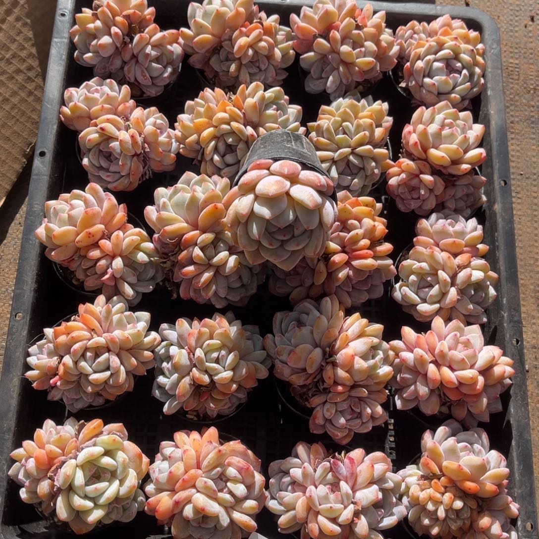 常***️573号新疆西藏内蒙古不包邮